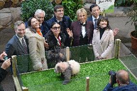 Famous Pair Of Pandas Will Leave Beauval Zoo For China - France