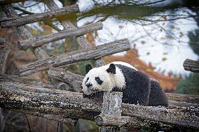 Famous Pair Of Pandas Will Leave Beauval Zoo For China - France