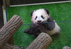 Famous Pair Of Pandas Will Leave Beauval Zoo For China - France