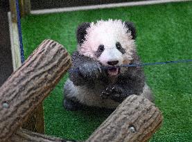 Famous Pair Of Pandas Will Leave Beauval Zoo For China - France