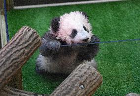 Famous Pair Of Pandas Will Leave Beauval Zoo For China - France