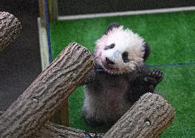 Famous Pair Of Pandas Will Leave Beauval Zoo For China - France