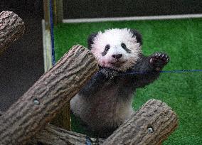 Famous Pair Of Pandas Will Leave Beauval Zoo For China - France