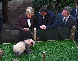 Famous Pair Of Pandas Will Leave Beauval Zoo For China - France