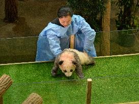 Famous Pair Of Pandas Will Leave Beauval Zoo For China - France