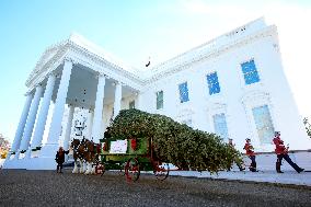 Melania Trump welcomes Christmas Tree - Washington
