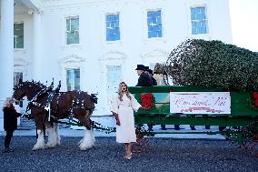 Melania Trump welcomes Christmas Tree - Washington