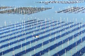 Seaweed Harvest in Fuzhou