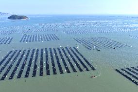 Seaweed Harvest in Fuzhou