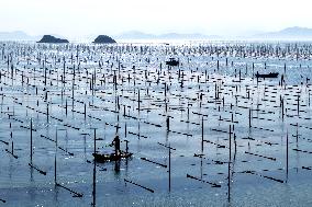 Seaweed Harvest in Fuzhou