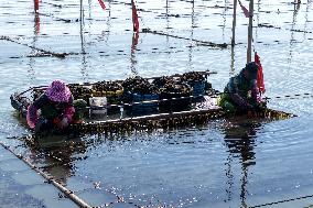 Seaweed Harvest in Fuzhou