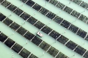 Seaweed Harvest in Fuzhou