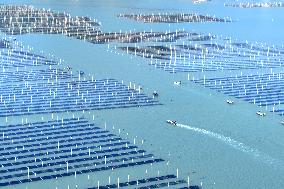 Seaweed Harvest in Fuzhou
