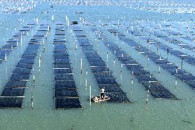 Seaweed Harvest in Fuzhou