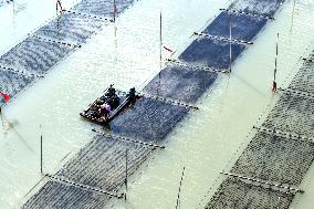 Seaweed Harvest in Fuzhou