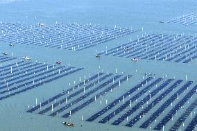 Seaweed Harvest in Fuzhou