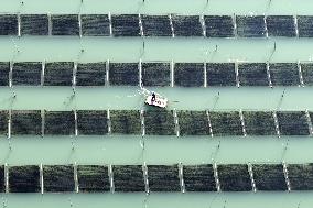 Seaweed Harvest in Fuzhou