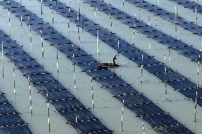 Seaweed Harvest in Fuzhou