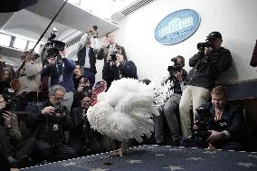 Donald Trump welcomes Christmas Tree - Washington