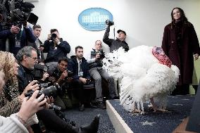 Donald Trump welcomes Christmas Tree - Washington