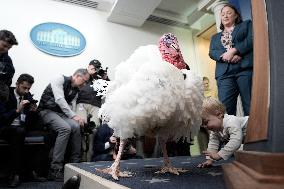 Donald Trump welcomes Christmas Tree - Washington