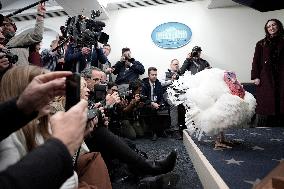 Donald Trump welcomes Christmas Tree - Washington