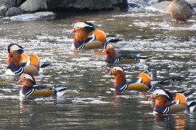 Mandarin ducks arrive in Tottori Pref. town
