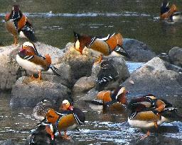 Mandarin ducks arrive in Tottori Pref. town