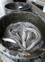 Global eel trade may be regulated