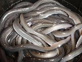 Global eel trade may be regulated