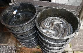 Global eel trade may be regulated