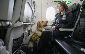 Training Assistance Dogs on Board an Aeroplane - Vancouver