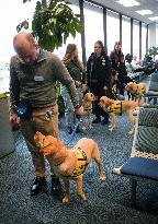 Training Assistance Dogs on Board an Aeroplane - Vancouver