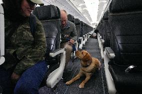 Training Assistance Dogs on Board an Aeroplane - Vancouver