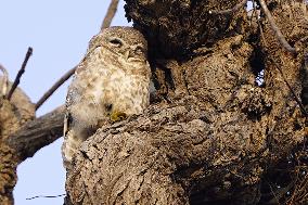 Owl Take Rest on The Branch of A Tree - India