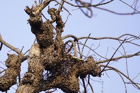 Owl Take Rest on The Branch of A Tree - India