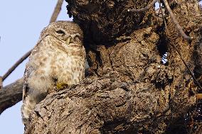 Owl Take Rest on The Branch of A Tree - India