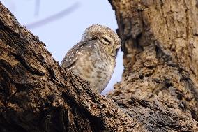 Owl Take Rest on The Branch of A Tree - India
