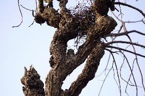 Owl Take Rest on The Branch of A Tree - India