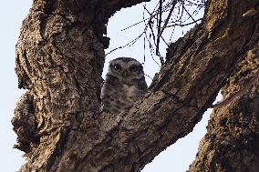 Owl Take Rest on The Branch of A Tree - India