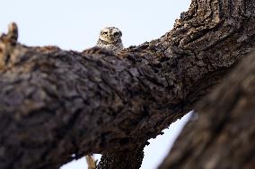 Owl Take Rest on The Branch of A Tree - India
