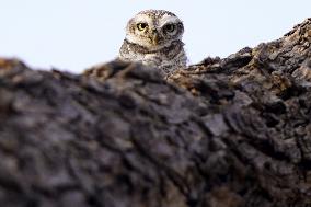 Owl Take Rest on The Branch of A Tree - India