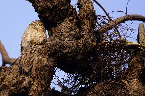 Owl Take Rest on The Branch of A Tree - India