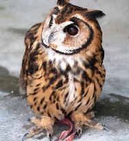 Striped owl