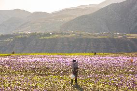 Saffron Harvesting in The Village of Vamenan - Iran