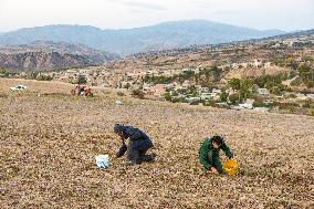 Saffron Harvesting in The Village of Vamenan - Iran