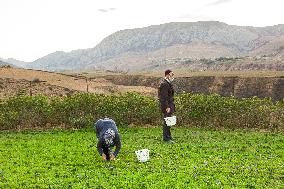 Saffron Harvesting in The Village of Vamenan - Iran