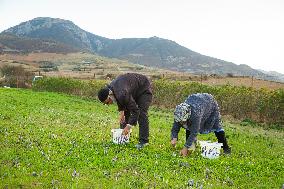 Saffron Harvesting in The Village of Vamenan - Iran