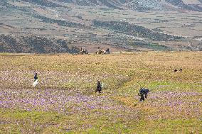 Saffron Harvesting in The Village of Vamenan - Iran