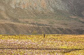 Saffron Harvesting in The Village of Vamenan - Iran